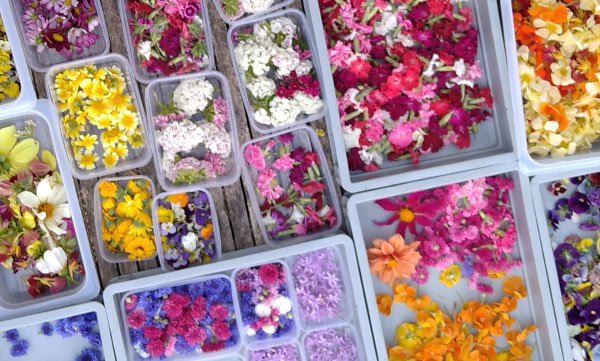 Conditionnement-FleursComestibles-APFCO-producteurs et productrices de fleurs bio en Bretagne, dans le grand ouest et en pays de Loire
