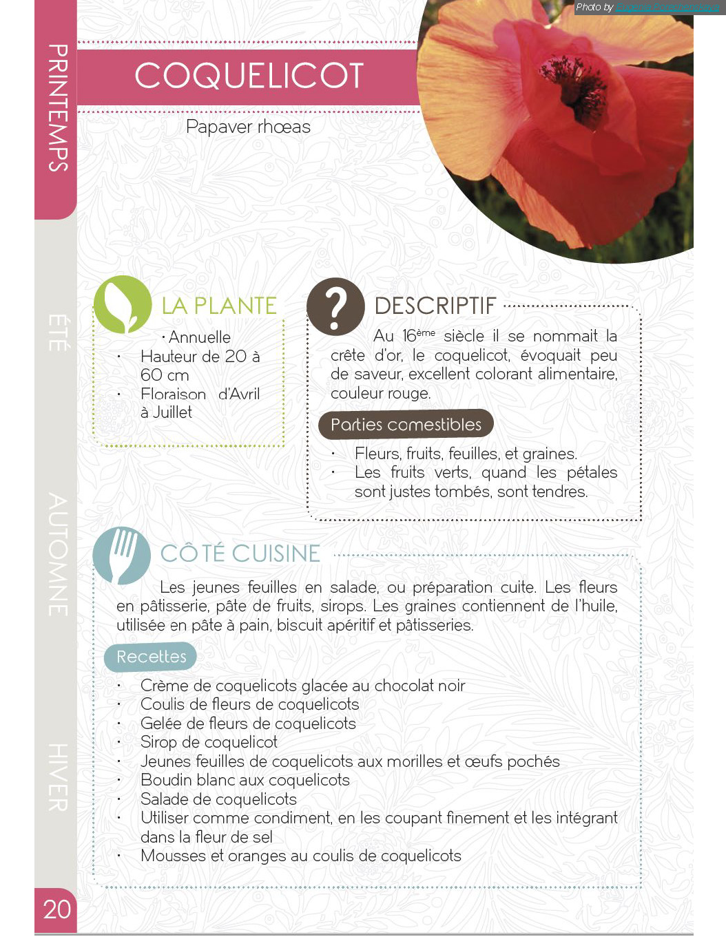 Fiche fleurs-CoquelicotAPFCO-AgricultureBio-Grand-OuestFleursComestibledel.Ouest-OsonsLesFLeurs.P.Dominicy-producteurs-productrices-fleurs