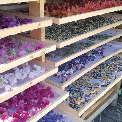 Violette-et-capucine-fleurs comestibles-bio-LaflotteEnRe