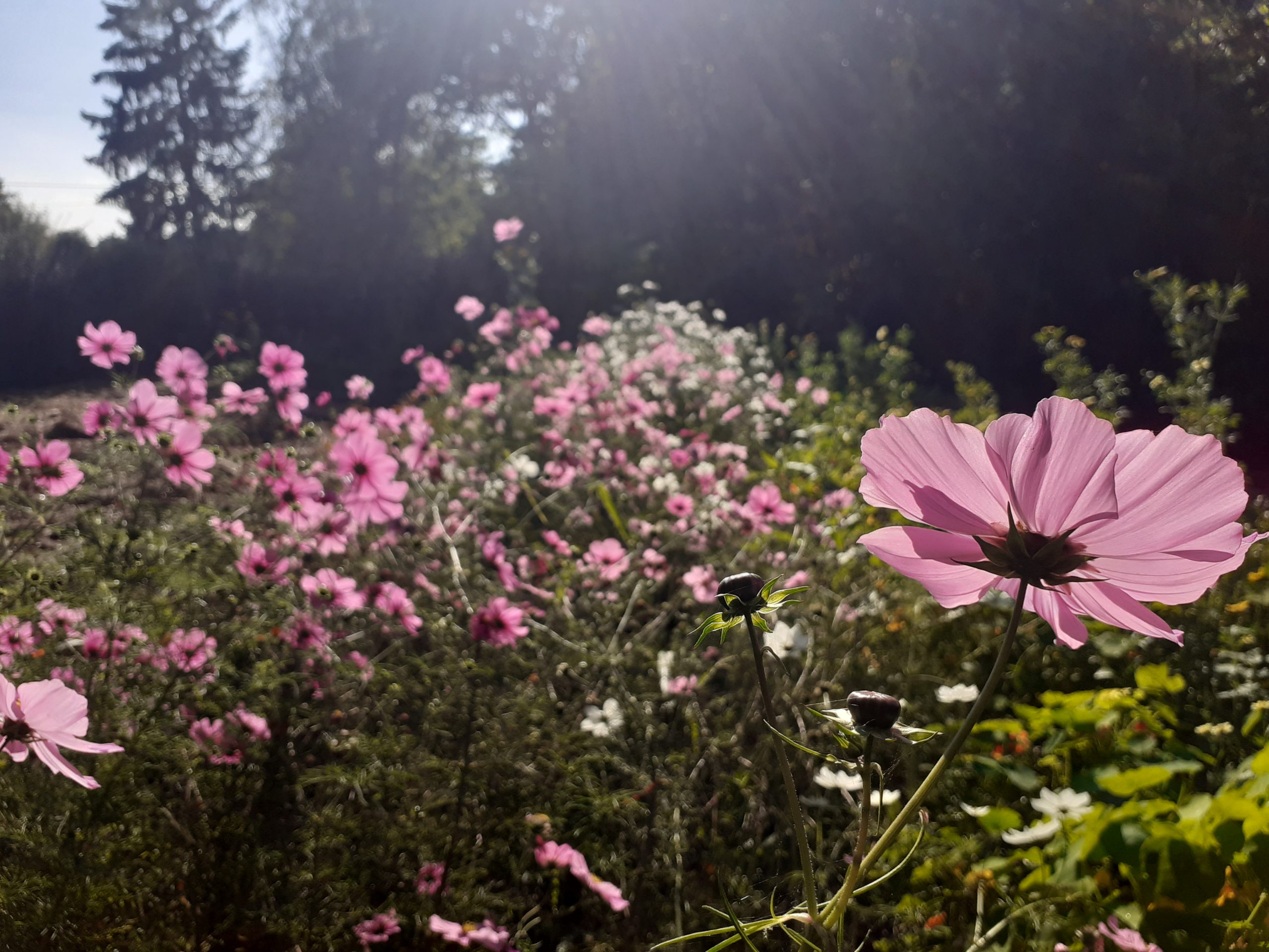  Bréant Matthieu- EARL Jeu de Pam - 49 120 Chemillé-En-Anjou<br />
